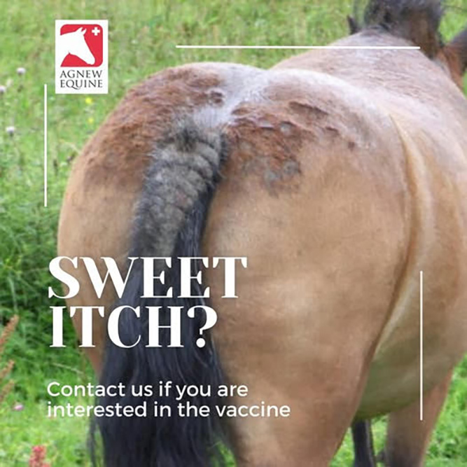 Worried about Sweet Itch this spring?